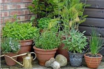 3 cách để di chuyển khu vườn dễ dàng khi chuyển nhà